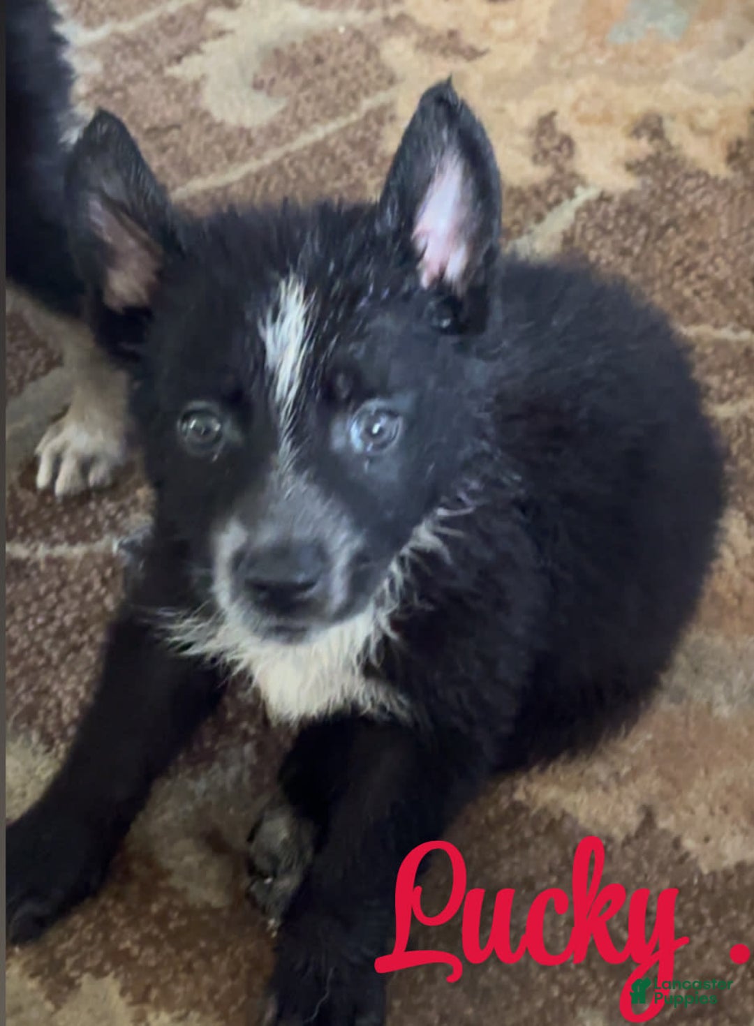 Gerberian Shepsky dogs for sale: Gerberian Shepsky 10 puppies - Image 5