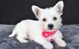 West Highland Terrier dogs for sale: Novella - Image 5
