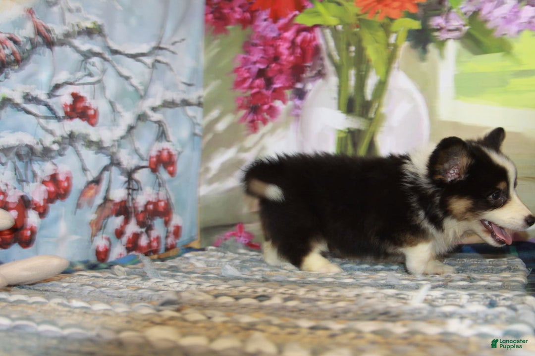 Welsh Corgi Pembroke dogs for sale: Harold Fluffy - Image 6