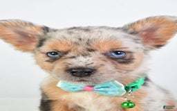 French Bulldog dogs for sale: Candy - Image 6