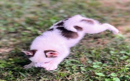 Pomsky dogs for sale: Baby Blue Eyes - Image 1