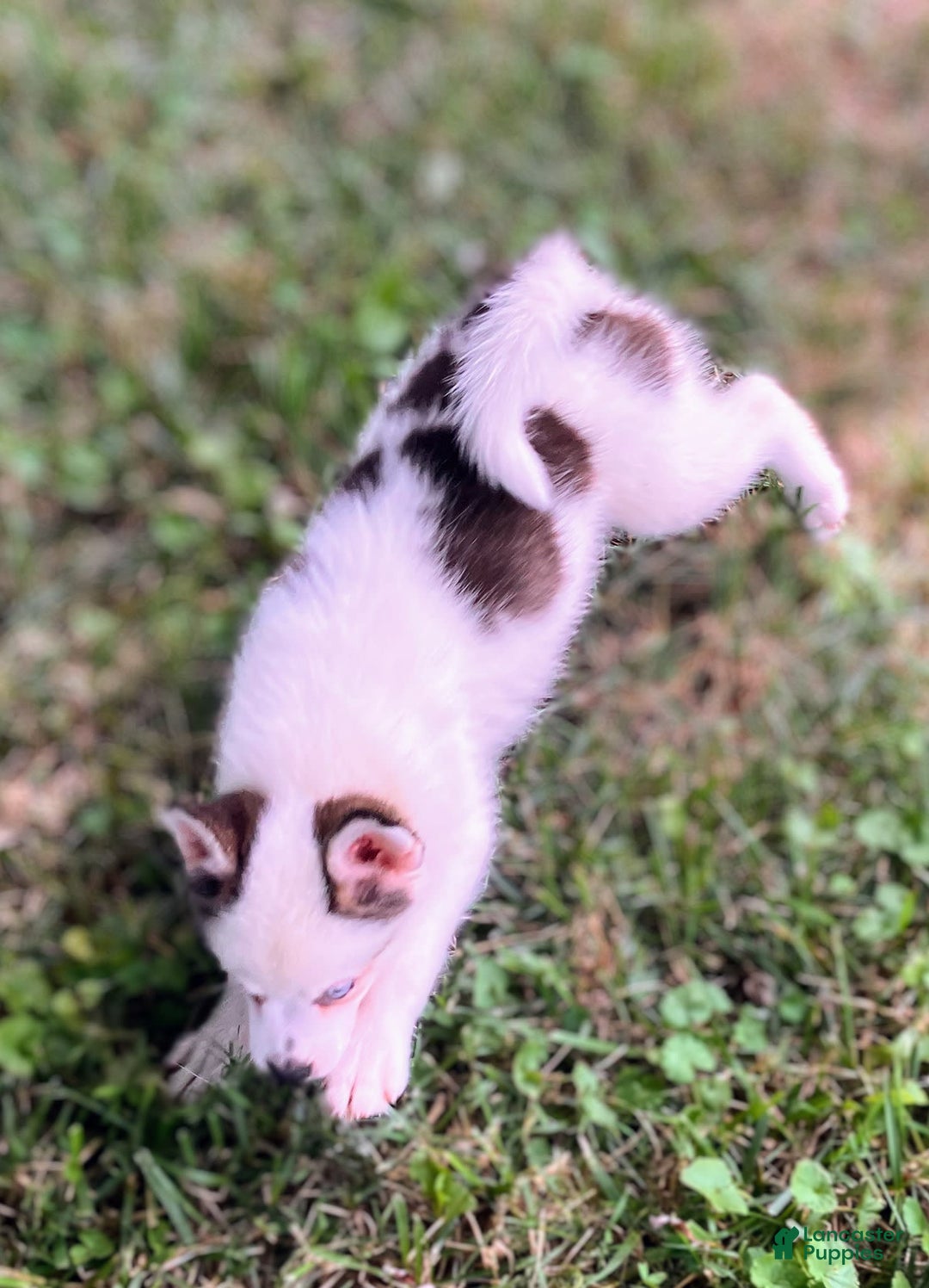 Pomsky dogs for sale: Baby Blue Eyes - Image 1