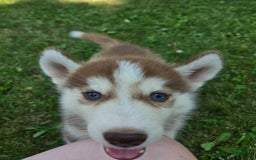 Siberian Husky dogs for sale: Poe - Image 1