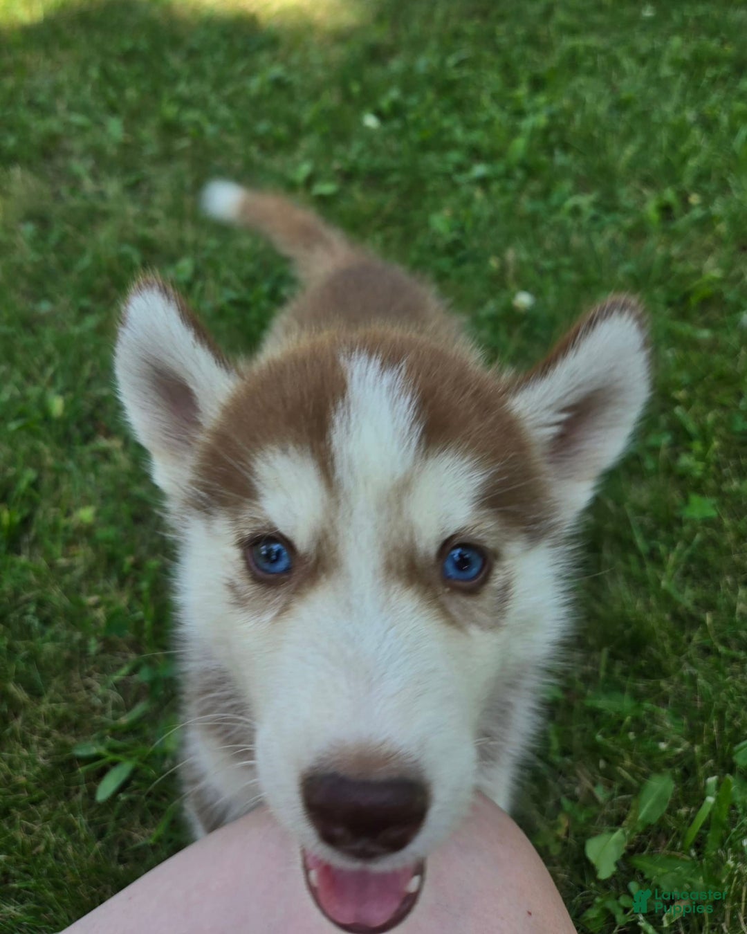 Siberian Husky dogs for sale: Poe - Image 1