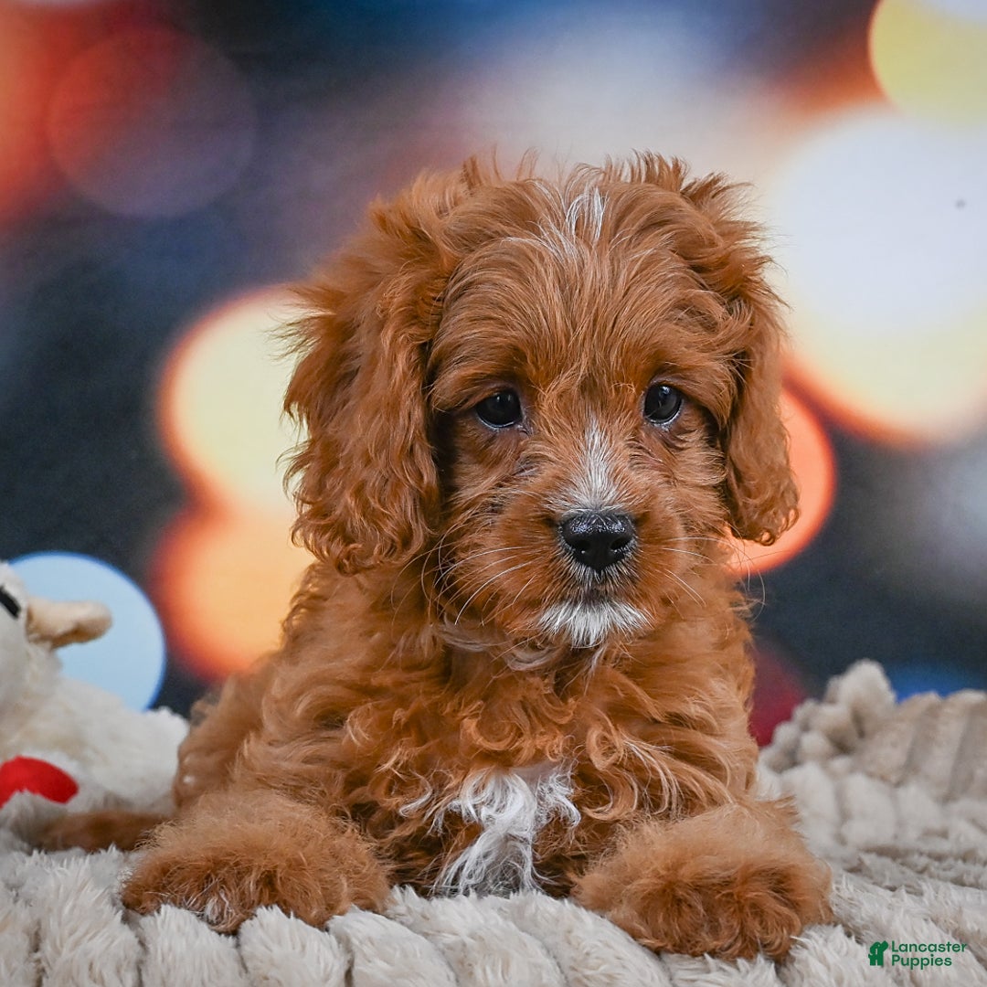 Cavapoo dogs for sale: Phoebe - Image 11