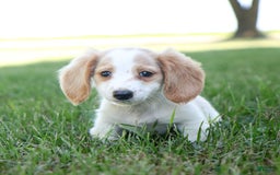 Miniature Dachshund dogs for sale: Precious - Image 6
