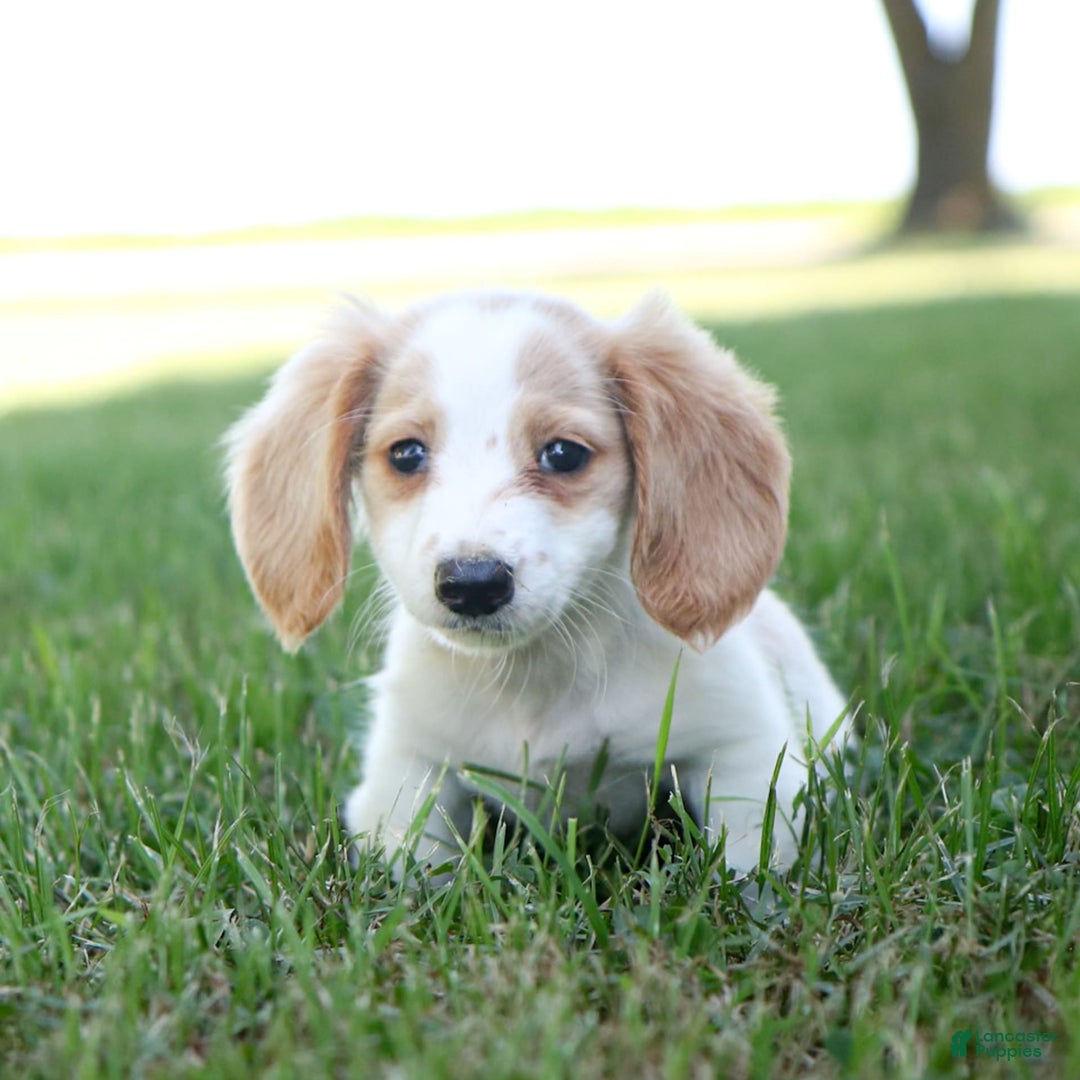 Miniature Dachshund dogs for sale: Precious - Image 6