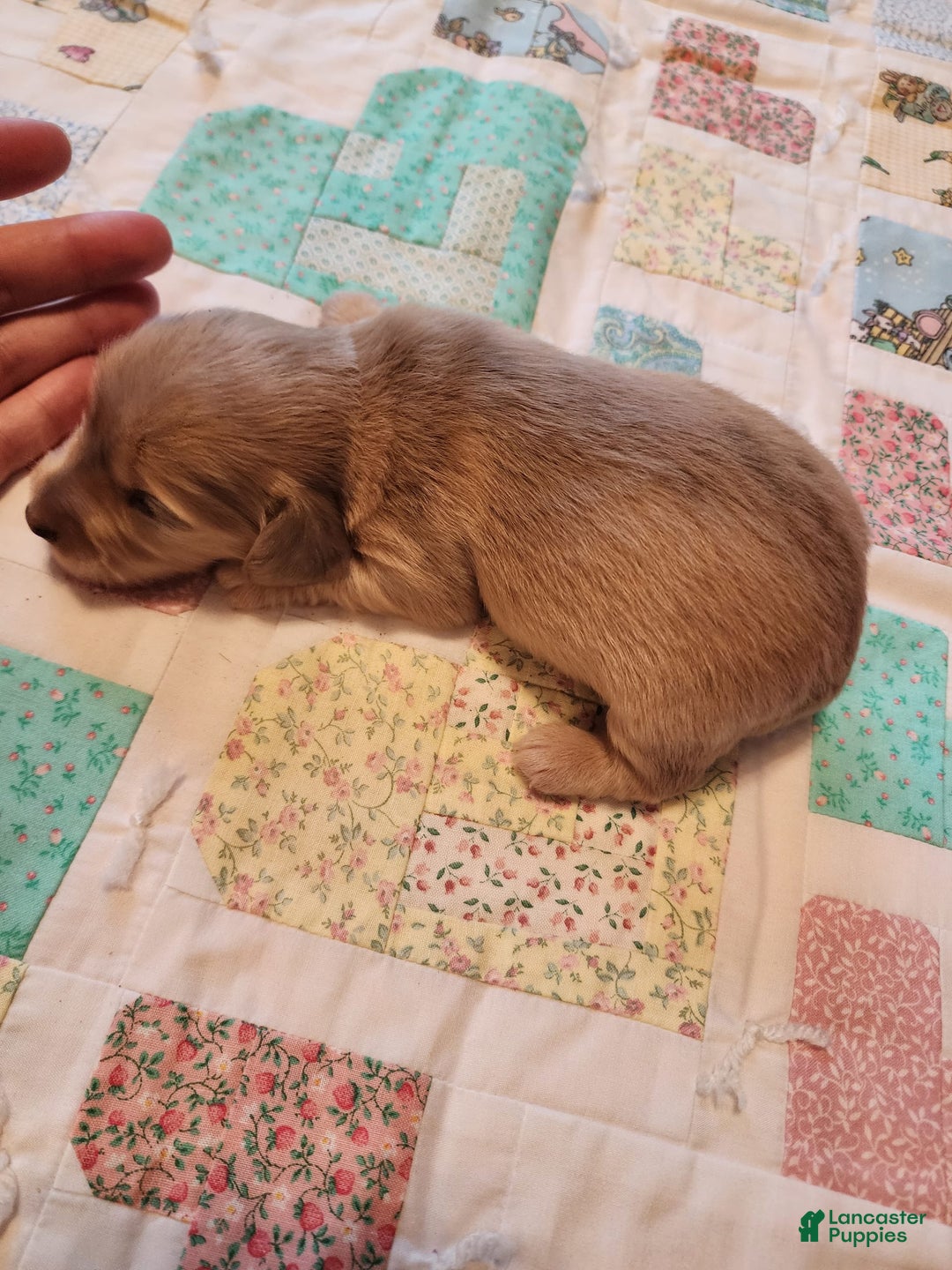 Miniature Dachshund dogs for sale: Chase - Image 15