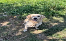 Golden Retriever dogs for sale: Paige - Image 3