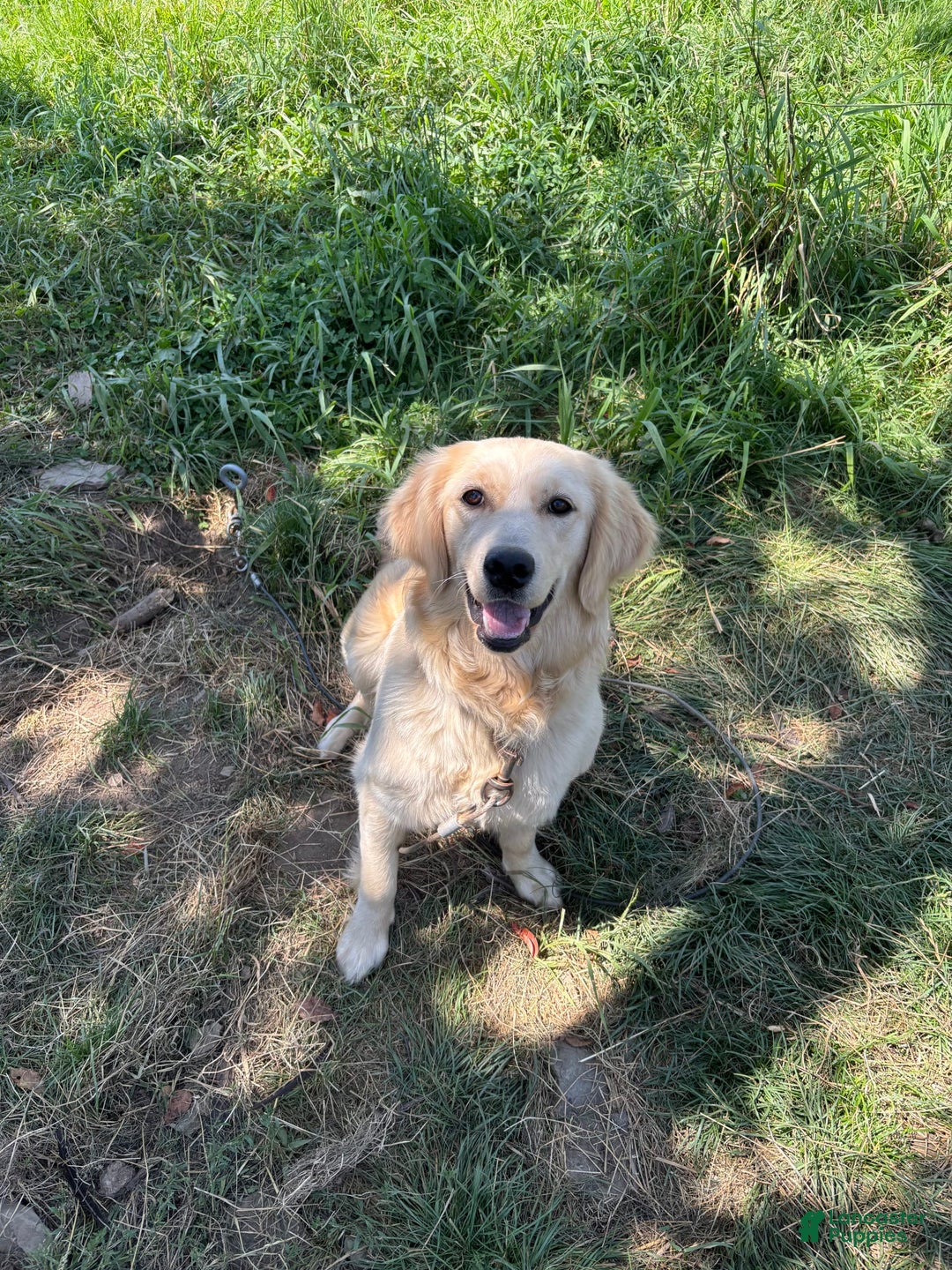 Golden Retriever dogs for sale: Paige - Image 3