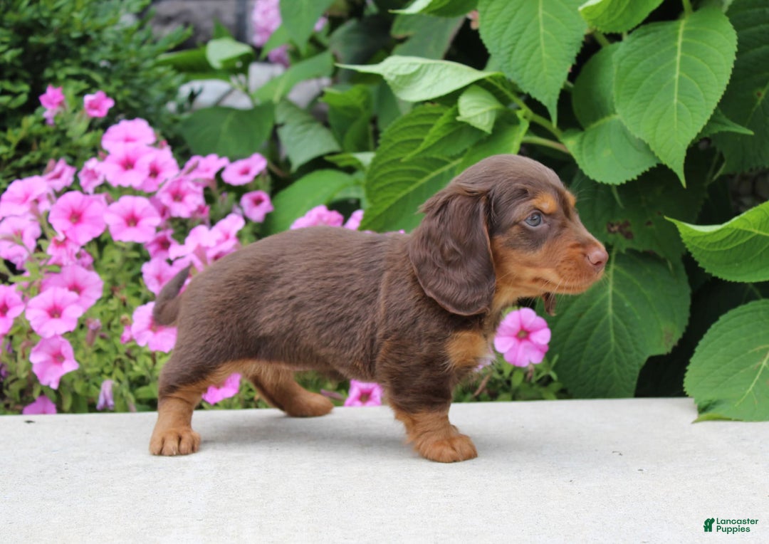 Dachshund dogs for sale: Princess - Image 19