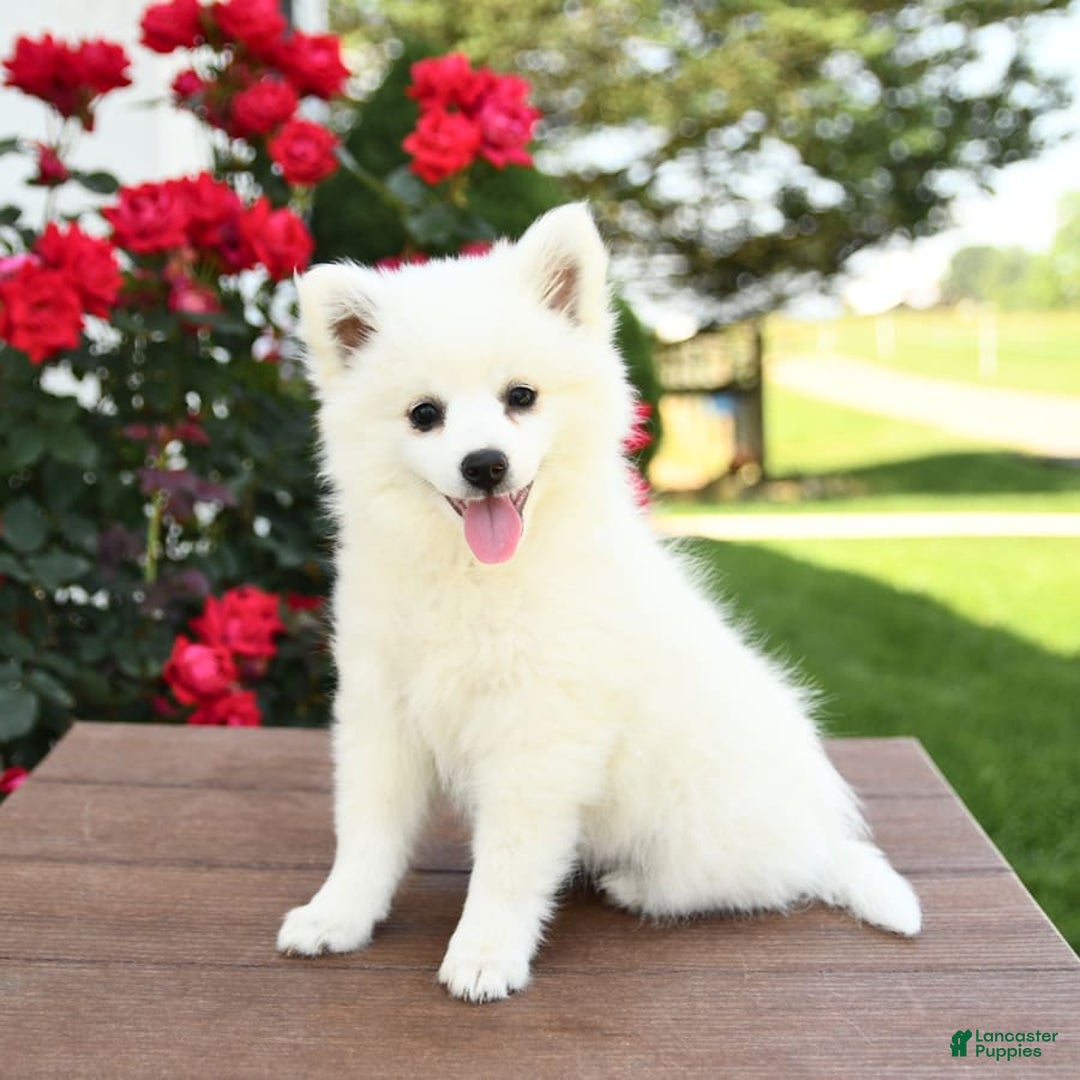 American Eskimo dogs for sale: Muffin - Image 7