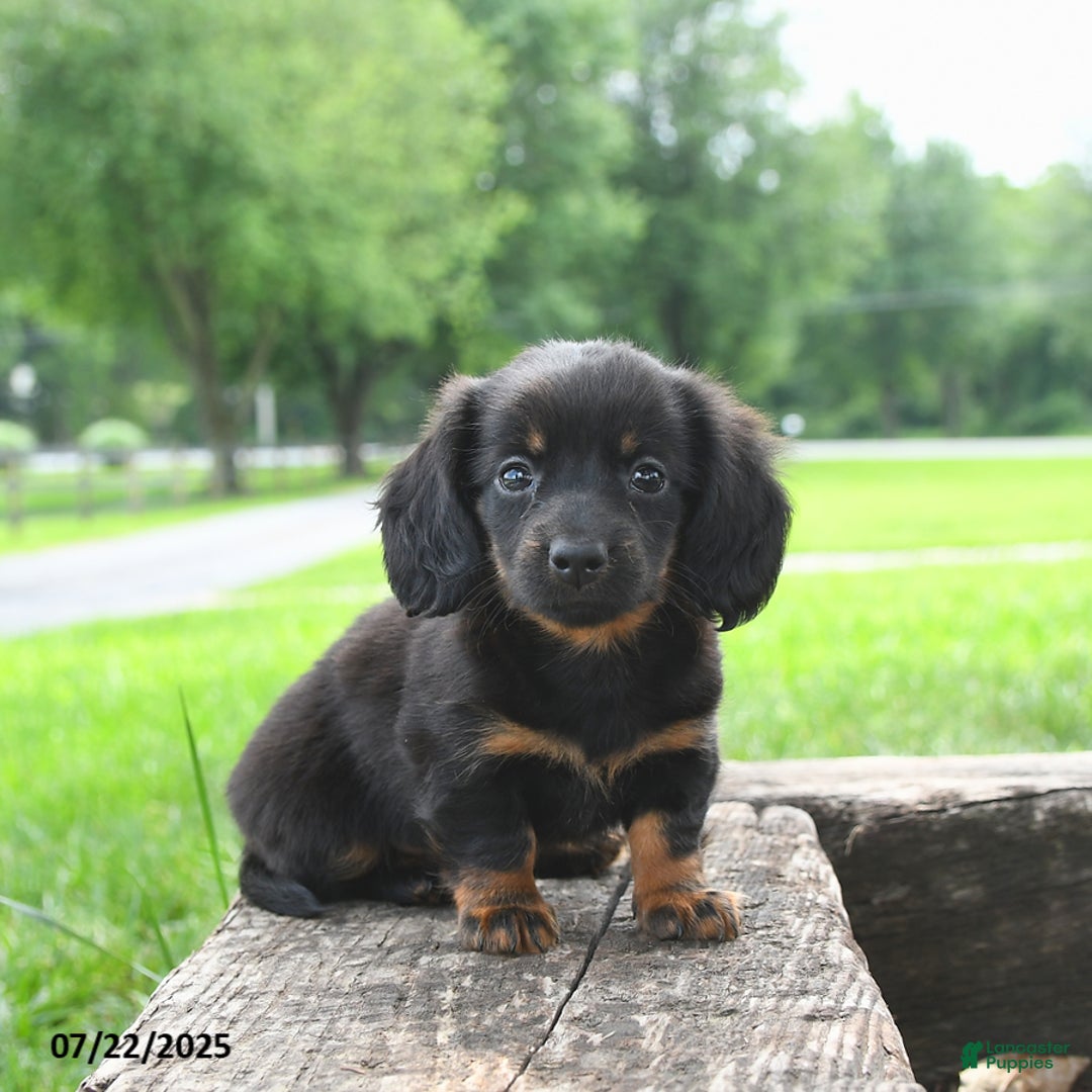 Miniature Dachshund dogs for sale: Ellie - Image 2