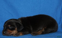 Miniature Dachshund dogs for sale: Lyla Male - Image 4