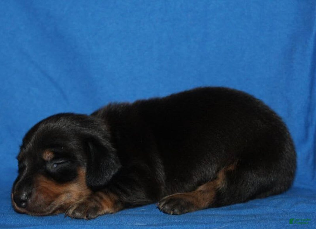 Miniature Dachshund dogs for sale: Lyla Male - Image 4