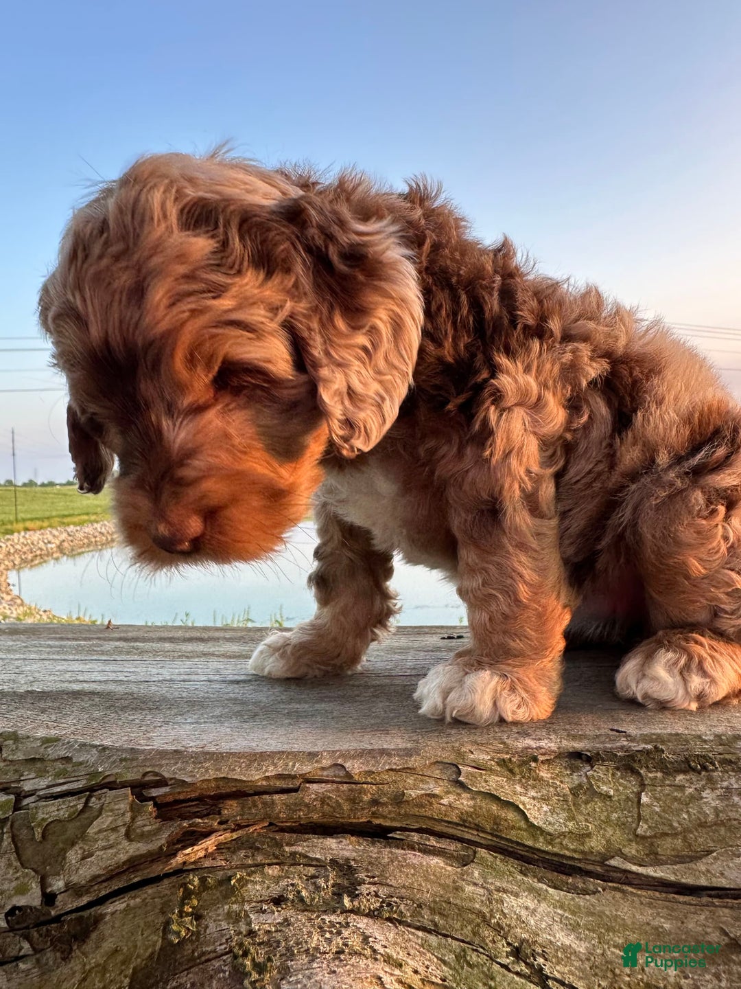 Labradoodle dogs for sale: Multigenerational Coco - Image 5