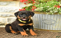 Rottweiler dogs for sale: Rottweiler 8 puppies - Image 1