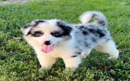Shiba Inu dogs for sale: Benji - Image 8