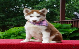 Siberian Husky dogs for sale: River - Image 2