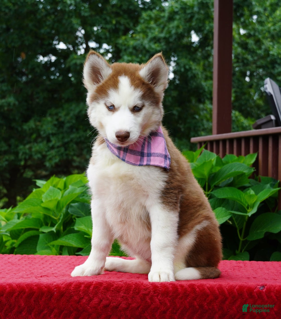 Siberian Husky dogs for sale: River - Image 2
