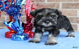 Miniature Schnauzer dogs for sale: Kimber - Image 2