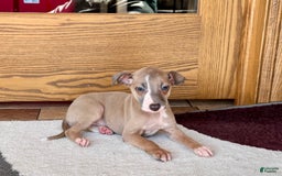 Italian Greyhound dogs for sale: Derek - Image 5
