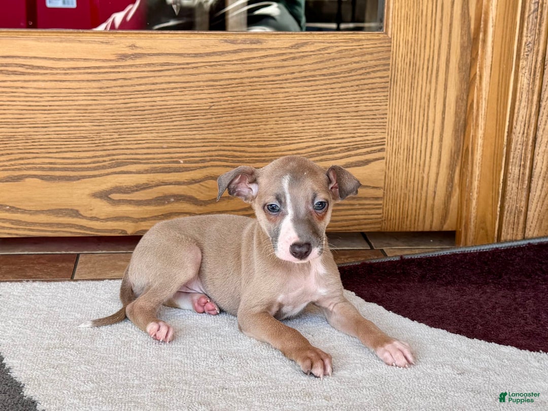 Italian Greyhound dogs for sale: Derek - Image 5