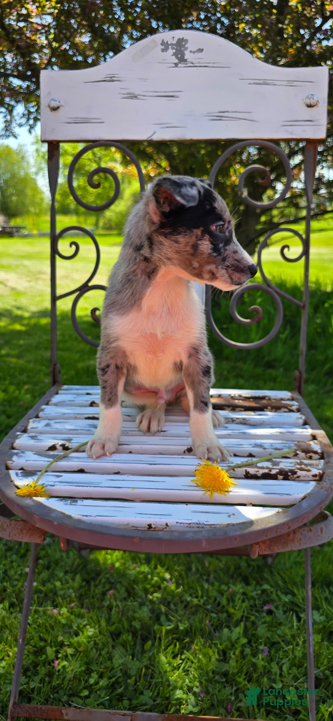 Labrador Retriever dogs for sale: Rocky - Image 8