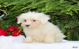 Maltese dogs for sale: Kelsey - Image 2