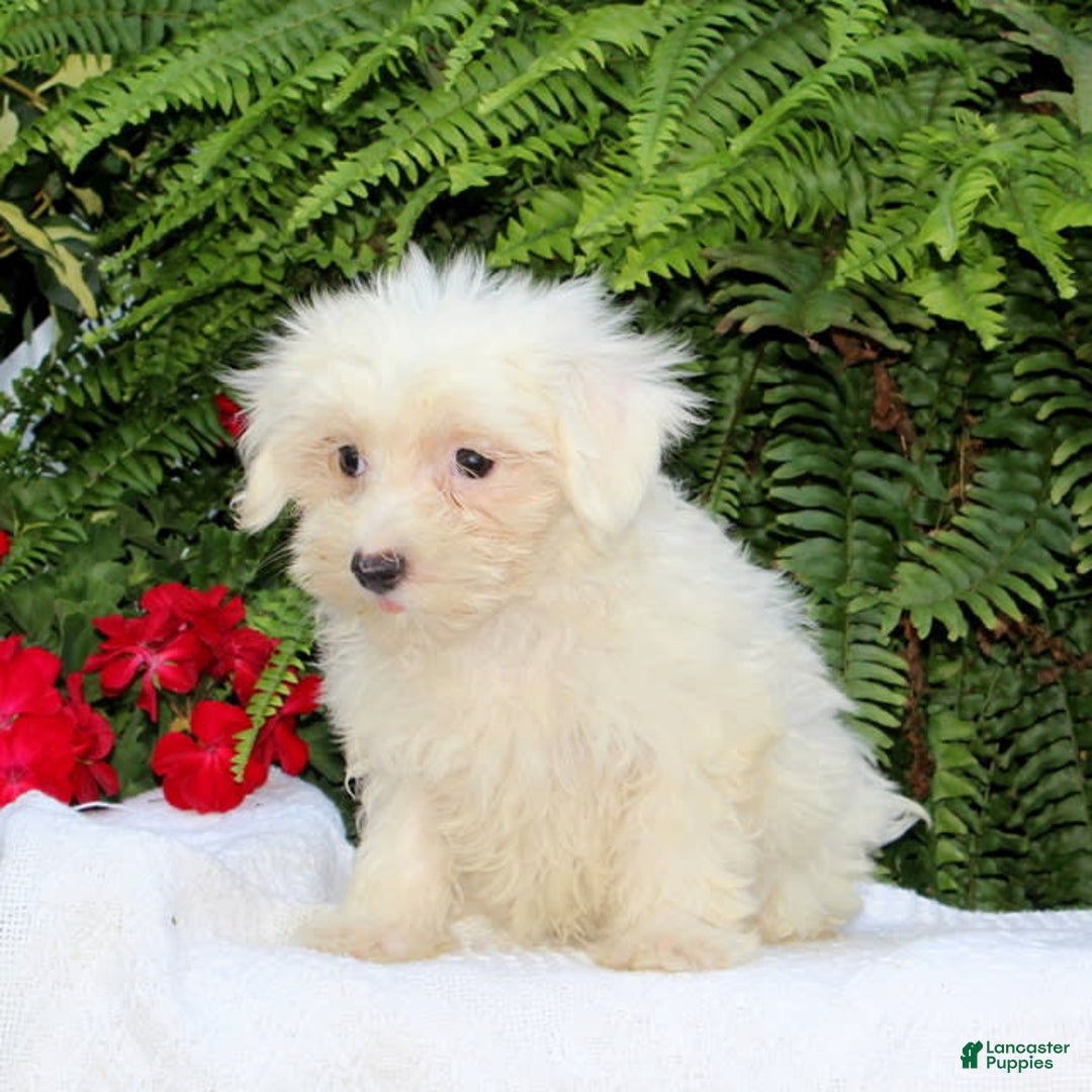 Maltese dogs for sale: Kelsey - Image 2