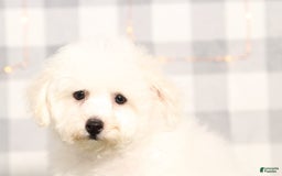 Bichon Frise dogs for sale: Rocky - Image 1