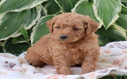 Mini Goldendoodle dogs for sale: Anabelle - Image 1