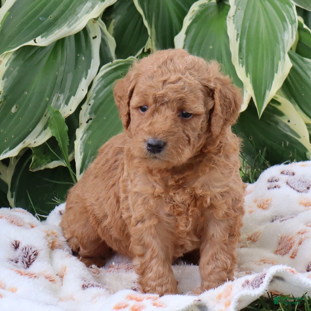 Mini Goldendoodle dogs for sale: Anabelle - Image 1