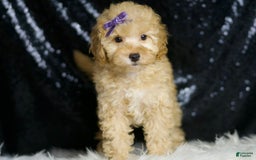 Toy Poodle dogs for sale: Hope - Image 4