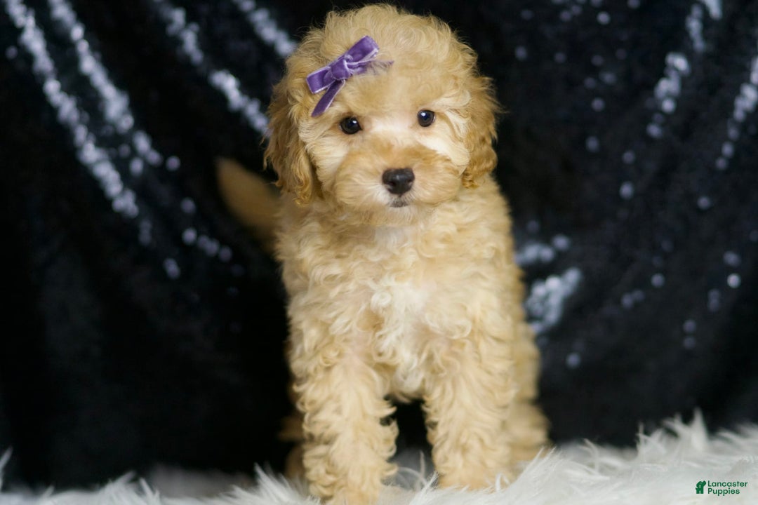 Toy Poodle dogs for sale: Hope - Image 4
