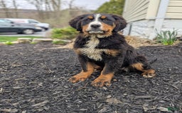 Bernese Mountain Dog dogs for sale: Athena - Image 3