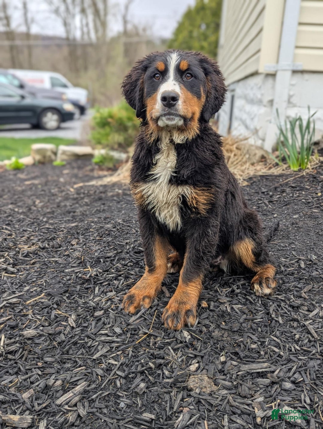 Bernese Mountain Dog dogs for sale: Athena - Image 3