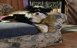 Chinese Crested dogs for sale: Teddy - Image 15