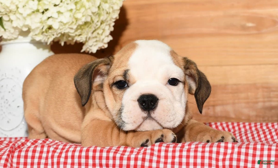 Beabull dogs for sale: Crystal - Image 5