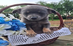 Pomchi dogs for sale: Spanky - Image 3