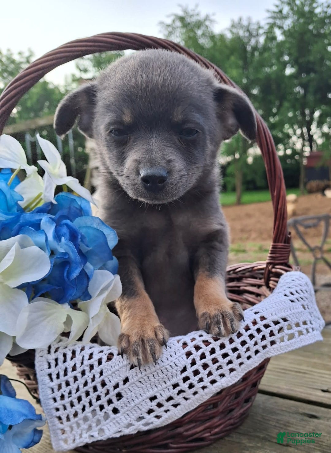 Pomchi dogs for sale: Spanky - Image 3