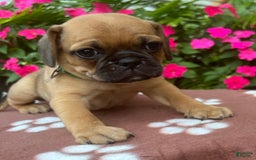 Puggle dogs for sale: Ernie - Image 4