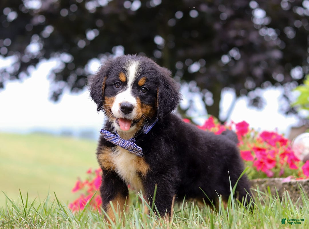 Bernese Mountain Dog dogs for sale: Bernese Mountain Dog 6 puppies - Image 17