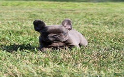 French Bulldog dogs for sale: Baxter - Image 7