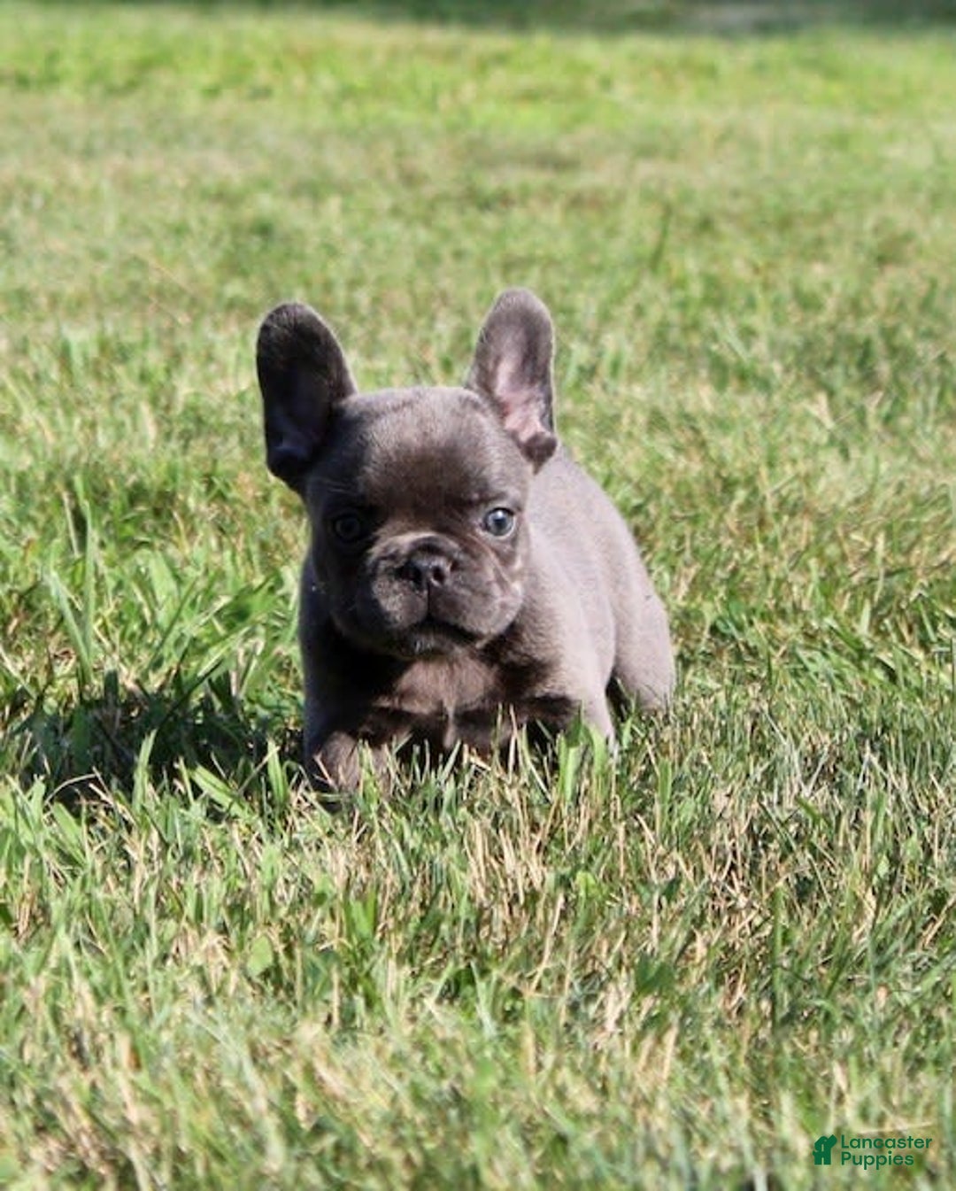 French Bulldog dogs for sale: Baxter - Image 7