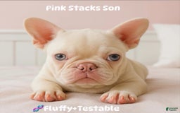 French Bulldog dogs for sale: Yang - Image 4