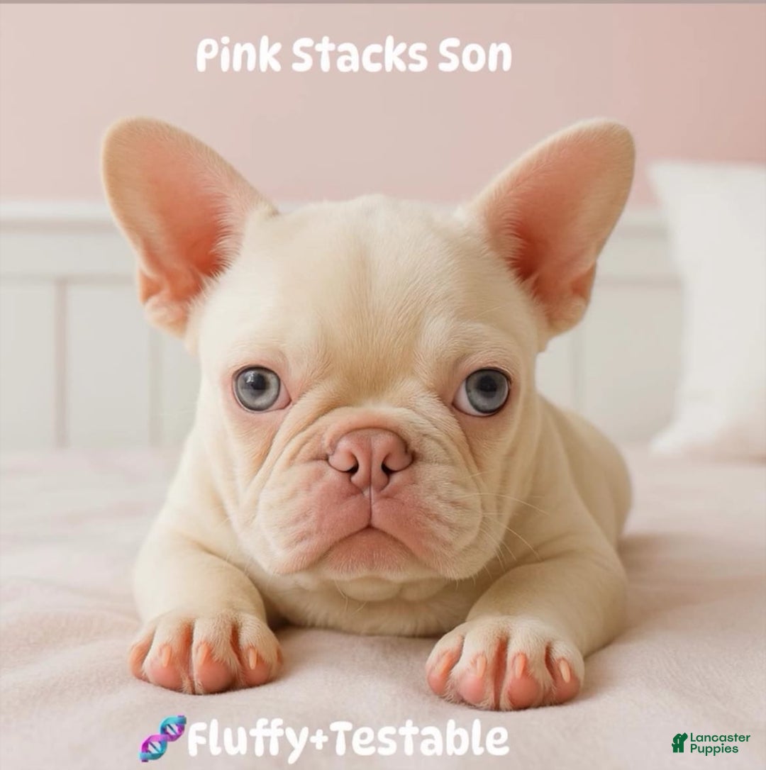 French Bulldog dogs for sale: Yang - Image 4