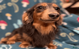 Dachshund dogs for sale: Brownie Chocolate Girl 1952 - Image 18