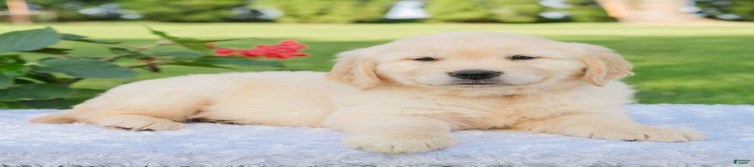 Milo