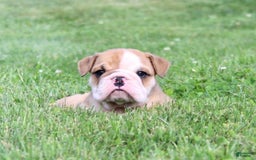 English Bulldog dogs for sale: Wyatt - Image 14